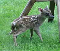 Baby Muntjac deer - Muntiacus reevesi