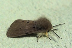 Muslin Moth - Diaphora mendica