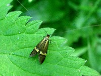 Micro-moth - Nemophora degeerella