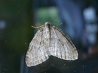 November Moth - Epirrita dilutata