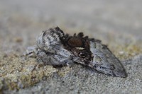 Nut-Tree Tussock Moth - Colocasia coryli