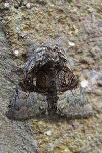 Nut-Tree Tussock Moth - Colocasia coryli