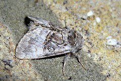 Nut-Tree Tussock Moth - Colocasia coryli