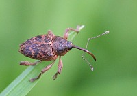 Nut Weevil - Curculio nucum
