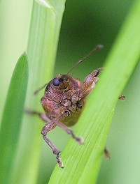 Nut Weevil - Curculio nucum