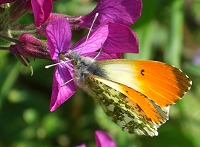 Orange-Tip Butterfly - Anthocharis cardamines