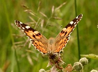 Painted Lady Butterfly - Vanessa cardui