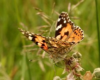 Painted Lady Butterfly - Vanessa cardui