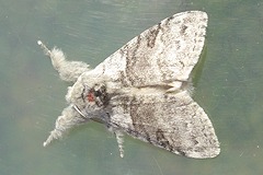 Pale Tussock Moth larva - Calliteara pudibunda