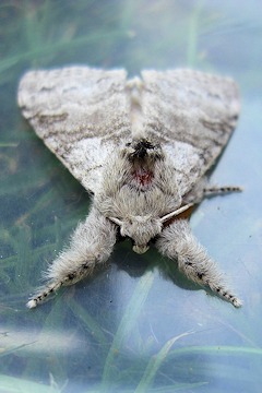 Pale Tussock Moth larva - Calliteara pudibunda