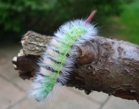 Pale Tussock Moth larva - Calliteara pudibunda