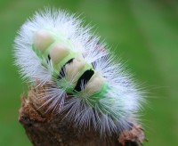Pale Tussock Moth larva - Calliteara pudibunda