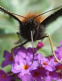 Peacock Butterfly - Inachis io