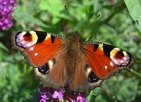 Peacock Butterfly - Inachis io
