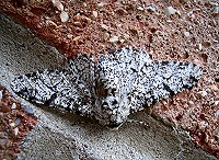 Peppered Moth - Biston betularia