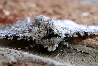 Peppered Moth - Biston betularia