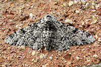 Peppered Moth - Biston betularia