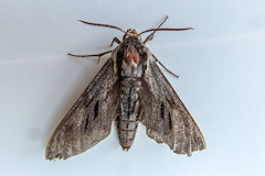 Pine Hawkmoth - Sphinx pinastri