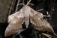 Poplar Hawk-moth - Laothoe populi