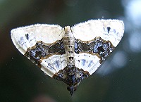 Purple Bar - Cosmorhoe ocellata