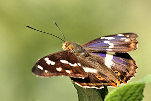 Purple Emperor - Apatura iris