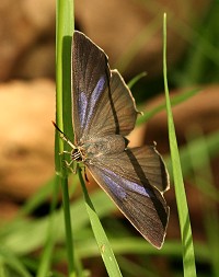 Purple Hairstreak Butterfly - Neozephyrus quercus