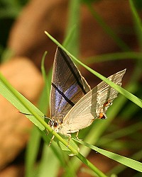 Purple Hairstreak Butterfly - Neozephyrus quercus