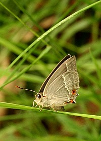 Purple Hairstreak Butterfly - Neozephyrus quercus