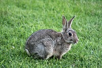 Rabbit - Oryctolagus cunniculus