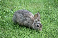 Rabbit - Oryctolagus cunniculus