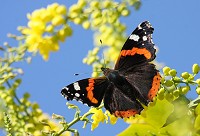 Red Admiral - Vanessa atalanta