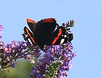 Red Admiral - Vanessa atalanta