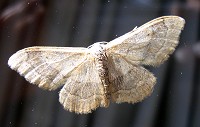 Riband Wave Moth - Idaea aversata