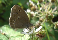 Ringlet Butterfly - Aphantopus hyperantus