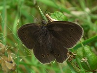 Ringlet Butterfly - Aphantopus hyperantus