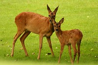 Roe Deer - Capreolus capreolus - Doe and fawn