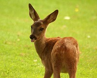 Roe Deer Fawn