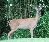 Roe Deer - Capreolus capreolus