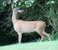 Roe Deer - Capreolus capreolus