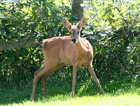 Roe Deer - Capreolus capreolus