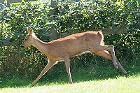 Roe Deer - Capreolus capreolus