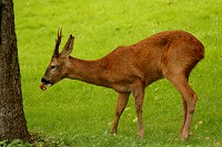 Roe Deer Stag - Capreolus capreolus