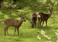 Roe Deer - Capreolus capreolus