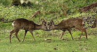 Roe Deer - Capreolus capreolus