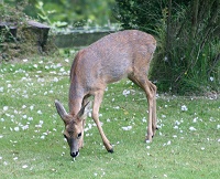 Roe Deer - Capreolus capreolus