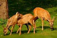 Roe Deer - Capreolus capreolus- Doe and two fawns