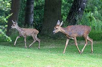 Roe Deer - Mother and fawn - Capreolus capreolus