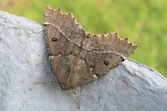 Scalloped Hazel - Odontopera bidentata