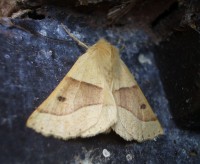 Scalloped Oak Moth - Crocallis elinguaria