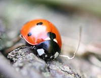 Seven-spot Ladybird - Coccinella 7-punctata